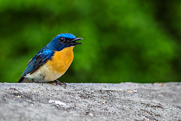포토 JPG 해외이미지 동물 응시 아시아 벽 백그라운드 오렌지 자연 조류 하늘 앉기 동양인 사람없음 야외 건물 파란색 컬러풀 노란색 환경 코트 나뭇가지 분위기 숲 작음 깃털 대문 부리 내추럴 동물상 해외포토 나무 건축물 시선 나라 컬러 컨셉 과일 모션 인종 조형물 문 외투 크기 생태계 파일형식 이미지허브