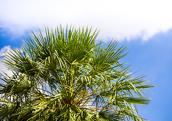 포토 JPG 해외이미지 나무 식물 구름 계절 백그라운드 잎 자연 하늘 손바닥 사람없음 야외 초록색 여름 파란색 햇빛 태양 우주 나뭇가지 아래 장면 해외포토 자연요소 손 컬러 방향 생태계 위치 파일형식 이미지허브