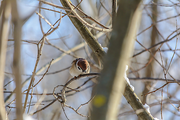 포토 JPG 해외이미지 나무 식물 동물 계절 공원 야생동물 백그라운드 겨울 날개 자연 조류 날씨 사람없음 야외 목재 햇빛 태양 환경 정원 맑음 냉동 추위 나뭇가지 숲 작음 깃털 꼬리 서리 부리 참새 내추럴 동물상 눈내림 해외포토 자연요소 공공시설 재료 눈_날씨 조형물 크기 생태계 파일형식 이미지허브