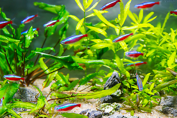 포토 JPG 해외이미지 식물 동물 디자인 백그라운드 잎 자연 어류 풍경 사람없음 초록색 물 파란색 환경 수중 신선 그룹 아래 생태계 수족관 내추럴 깊이 민물 해외포토 자연요소 컬러 수중동물 방향 위치 파일형식 이미지허브