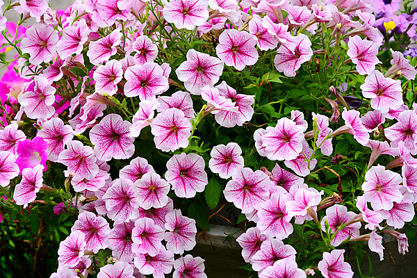 포토 JPG 해외이미지 식물 꽃잎 꽃 분홍색 백그라운드 잎 꽃무늬 패턴 자연 사람없음 빨간색 초록색 컬러풀 정원 보라색 봄 벚꽃 흰색 신선 개화 그룹 원예 내추럴 피튜니아 해외포토 계절 컬러 무늬 취미 생태계 파일형식 이미지허브