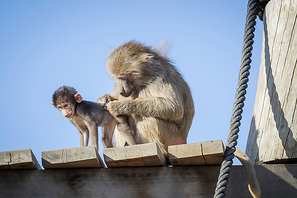 포토 JPG 해외이미지 나무 동물 무기 야생동물 장난 포유류 가족 자연 놀이 휴식 털 사람없음 야외 햇빛 갈색 머리 걷기 산책 원숭이 아기 치아 모피 꼬리 침팬지 해외포토 식물 컬러 컨셉 관계 모션 사람 신체부위 태양 소화기관 생태계 파일형식 이미지허브