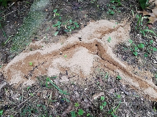 포토 JPG 해외이미지 동물 야생동물 모래 곤충 자연 사람없음 야외 흙 둥지 언덕 먼지 개미 땅바닥 해외포토 바닥 생태계 파일형식 이미지허브