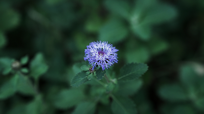 포토 JPG 해외이미지 식물 1 꽃 분홍색 백그라운드 잎 꽃무늬 자연 사람없음 초록색 파란색 정원 보라색 검은색 어둠 봄 벚꽃 흰색 신선 작음 원예 내추럴 고립 많음 해외포토 계절 컬러 컨셉 무늬 취미 크기 생태계 파일형식 이미지허브