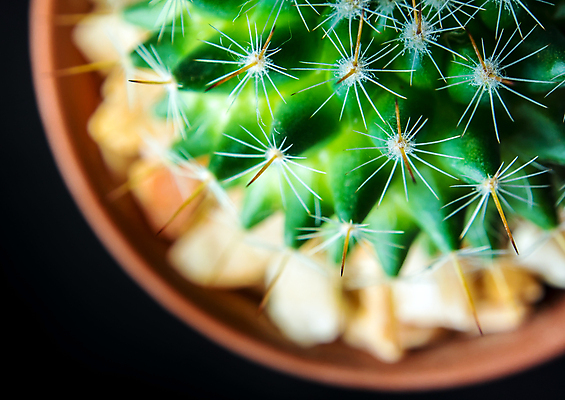 포토 JPG 해외이미지 화분 검은배경 선인장 실내 근접촬영 사람없음 아웃포커스 하이앵글 가시 날카로움 선인장화분 해외포토 식물 뷰포인트 백그라운드 촬영기법 내부 검은색 파일형식 이미지허브