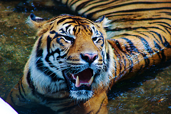 포토 JPG 해외이미지 동물 아시아 얼굴 야생동물 신체 포유류 자연 털 동물원 사람없음 옆모습 가로 머리 고양이 줄무늬 분노 표현 관찰 호랑이 기다림 숲 위험 큼 가득함 사파리 육식동물 사냥꾼 멸종 표범 공격적 동물상 해외포토 직업 감정 나라 뷰포인트 컨셉 무늬 모션 신체부위 반려동물 조형물 크기 생태계 파일형식 이미지허브