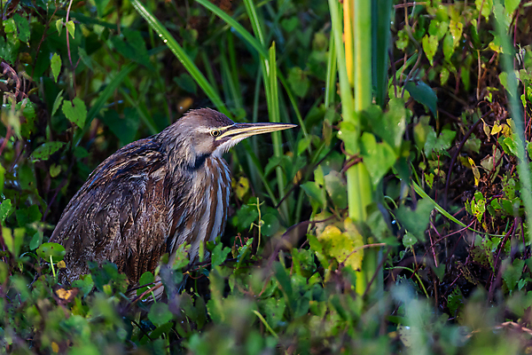 포토 JPG 해외이미지 동물 북아메리카 조류 사람없음 미국 플로리다 해외포토 아메리카 파일형식 이미지허브