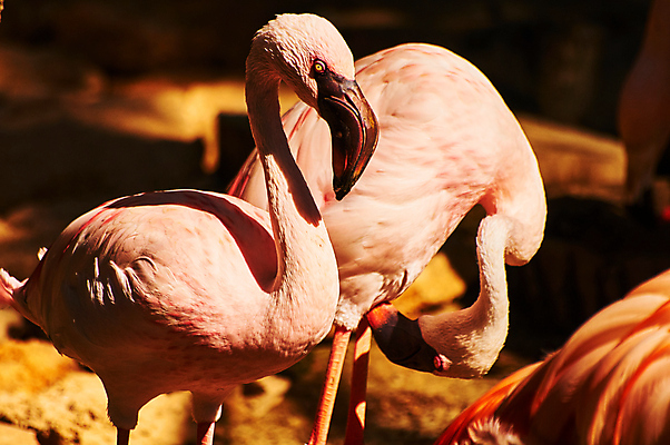 포토 JPG 해외이미지 동물 호수 야생동물 분홍색 패턴 가족 자연 조류 사람없음 빨간색 물 컬러풀 흰색 그룹 스페인 플라밍고 깃털 이국적 해외포토 자연요소 유럽 컬러 무늬 관계 생태계 파일형식 이미지허브