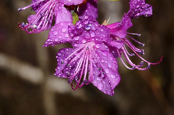 포토 JPG 해외이미지 식물 꽃 자연 사람없음 숲 그리너리 해외포토 생태계 파일형식 트랜드컬러 이미지허브