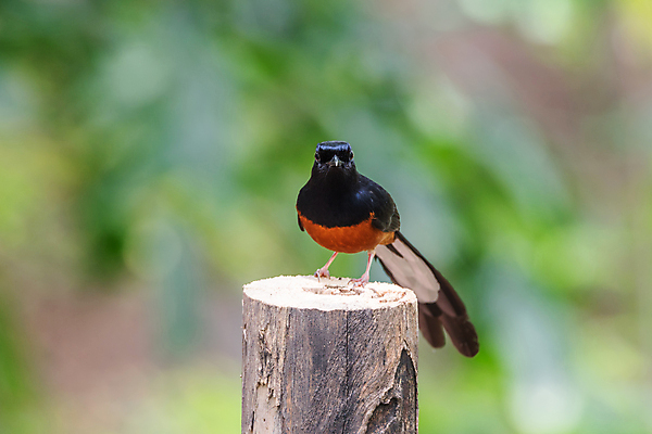 포토 JPG 해외이미지 나무 식물 동물 공원 남자 야생동물 오렌지 자연 조류 앉기 사람없음 야외 빨간색 초록색 갈색 정원 검은색 흰색 나뭇가지 관찰 황무지 작음 깃털 사냥 공포 동물상 해외포토 공공시설 컬러 과일 모션 사람 조형물 크기 생태계 파일형식 이미지허브