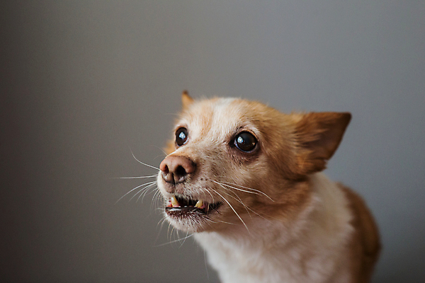 포토 JPG 해외이미지 동물 응시 행복 얼굴 새끼 백그라운드 오렌지 포유류 놀이 사람없음 반려동물 귀여움 게임 개 강아지 작음 나무껍질 고립 미니 해외포토 나무 시선 감정 컨셉 과일 신체부위 껍질 크기 파일형식 이미지허브