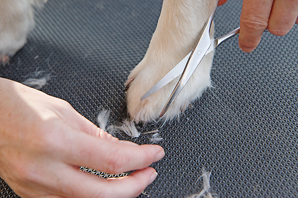 포토 JPG 해외이미지 손 발 실내 사람없음 신체부위 반려동물 잡기 개 강아지 자르기 돌봄 미용가위 애견미용 해외포토 동물 포유류 모션 가위_도구 사람 내부 뷰티 미용용품 파일형식 이미지허브