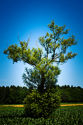 포토 JPG 해외이미지 나무 식물 구름 계절 공원 백그라운드 낙엽 잎 밭 농업 채소 자연 하늘 날씨 씨앗 풍경 사람없음 야외 목재 세로 초록색 여름 파란색 농장 환경 성장 시골 저녁 숲 언덕 유기농 내추럴 밭일 생태학 전국 줄서기 세련 해외포토 자연요소 웰빙 공공시설 교육 산업 컬러 재료 모션 야간 생태계 파일형식 이미지허브