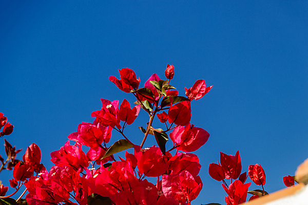 포토 JPG 해외이미지 나무 식물 계절 꽃 유럽 분홍색 섬 백그라운드 잎 꽃무늬 아프리카 자연 하늘 사랑 사람없음 야외 빨간색 여름 파란색 컬러풀 태양 정원 봄 성장 벚꽃 나뭇가지 스페인 내추럴 카피스페이스 해외포토 자연요소 감정 나라 컬러 무늬 공백 생태계 파일형식 이미지허브