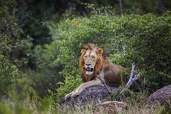 포토 JPG 해외이미지 동물 남자 야생동물 포유류 아프리카 자연 국립공원 사람없음 가로 눕기 고양이 황무지 보호 사자 사파리 육식동물 갈기 남아프리카 보츠와나 보호구역 해외포토 멸종위기종 공원 나라 컨셉 모션 사람 반려동물 생태계 구역 파일형식 이미지허브