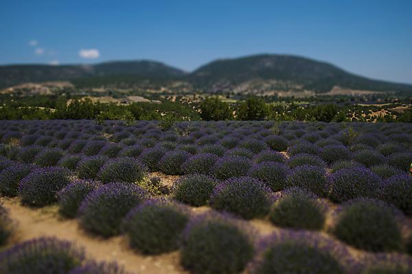 포토 JPG 해외이미지 식물 계절 꽃 밭 풍경 사람없음 초록색 여름 태양 보라색 스파 화장품 성장 뜨거움 생태계 향기 라벤더 칠면조 7월 내추럴 튀르키예 해외포토 자연요소 아시아 컬러 농업 조류 뷰티 날짜 허브 냄새 파일형식 이미지허브