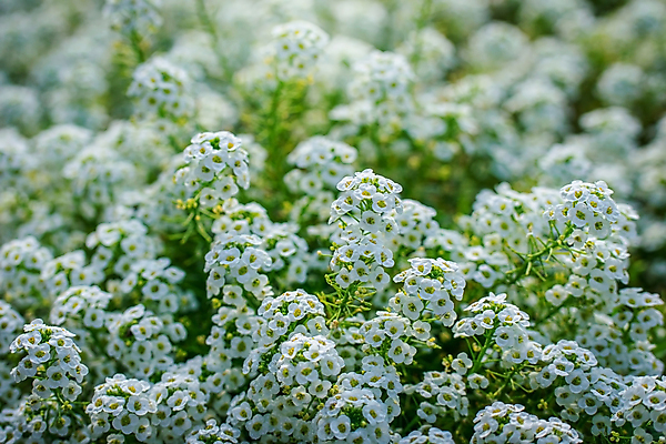 포토 JPG 해외이미지 식물 꽃 꽃무늬 자연 사람없음 정원 벚꽃 흰색 개화 작음 향기 해외포토 컬러 무늬 크기 생태계 냄새 파일형식 이미지허브