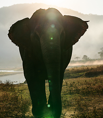 포토 JPG 해외이미지 동물 1 공원 아시아 야생동물 여행 포유류 자연 코끼리 그림자 풍경 사람없음 여름 태양 일출 환경 힘 일몰 산책 관찰 황무지 저녁 위험 큼 사파리 싱글 귀 상아 내추럴 전국 힘찬 해외포토 자연요소 계절 공공시설 나라 컨셉 모션 휴식 신체부위 노을 야간 크기 생태계 파일형식 이미지허브