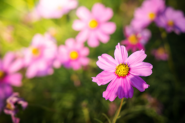 포토 JPG 해외이미지 식물 계절 공원 꽃 아시아 백그라운드 잎 꽃무늬 밭 농업 자연 풍경 사람없음 야외 초록색 여름 컬러풀 환경 정원 봄 활발 벚꽃 시골 신선 개화 싱글 코스모스 데이지 부드러움 내추럴 해외포토 공공시설 나라 산업 컬러 컨셉 무늬 감각 생태계 파일형식 이미지허브
