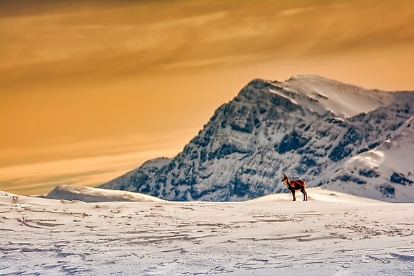 포토 JPG 해외이미지 동물 공원 유럽 야생동물 겨울 오렌지 포유류 자연 날씨 염소 산 뿔 국립공원 풍경 사람없음 야외 갈색 일출 냉동 일몰 하이킹 추위 스페인 내추럴 동물상 반투명 전국 절정 해외포토 계절 공공시설 나라 컬러 과일 레저 조형물 노을 생태계 파일형식 이미지허브