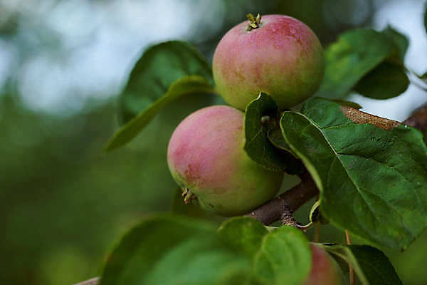 포토 JPG 해외이미지 1 할머니 줄기 자연 건강 사람없음 초록색 검은색 신선 닫기 맛 사과 먹기 순수 묘사 오브젝트 싱글 날것 고립 숙성 채식주의자 해외포토 식물 여자 노년 컬러 컨셉 과일 모션 생태계 채식 파일형식 이미지허브
