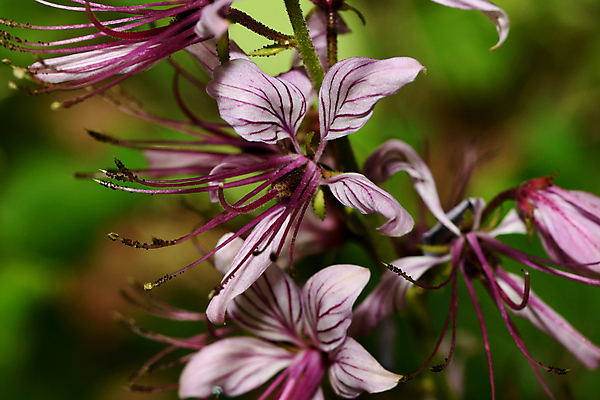 포토 JPG 해외이미지 식물 꽃잎 꽃 줄기 자연 씨앗 사람없음 민들레 재 그리너리 해외포토 생태계 파일형식 트랜드컬러 이미지허브