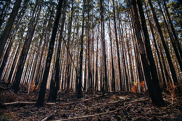 포토 JPG 해외이미지 나무 도로 여행 불 풍경 사람없음 검은색 고속도로 호주 숲 도로표지판 굴곡 재 치유 해외포토 자연요소 식물 길 컬러 교통시설 표지판 오세아니아 파일형식 이미지허브