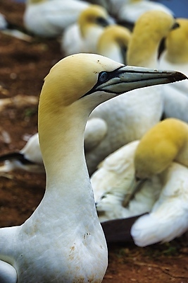 포토 JPG 해외이미지 동물 커플 야생동물 바다 자연 조류 풍경 사람없음 야외 물 여름 노란색 맑음 흰색 둥지 북쪽 내추럴 식민지 해외포토 자연요소 계절 컬러 관계 날씨 방향 생태계 파일형식 이미지허브