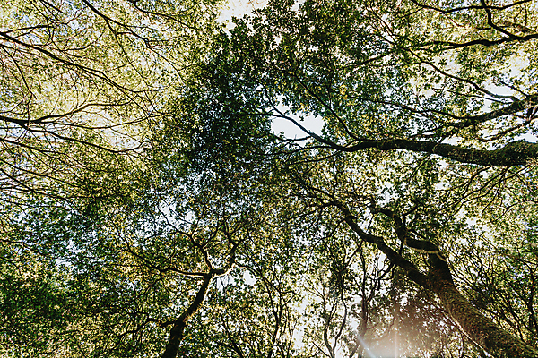 포토 JPG 해외이미지 주간 나무 자연 휴식 풍경 사람없음 야외 햇빛 평화 숲속 울창 경관 해외포토 자연요소 식물 컨셉 태양 숲 생태계 파일형식 이미지허브