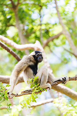 포토 JPG 해외이미지 나무 동물 아시아 얼굴 야생동물 포유류 태국 자연 매달리기 동물원 종류 서기 동양인 사람없음 야외 원숭이 표현 입 황금 숲 열대우림 인도네시아 멸종 유인원 배려 팬던트 해외포토 식물 나라 모션 인종 신체부위 생태계 파일형식 이미지허브