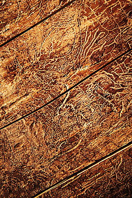 포토 JPG 해외이미지 나무 길 선 바다 백그라운드 패턴 오렌지 자연 표면 추상 사람없음 야외 목재 장식 갈색 벌레 딱정벌레 묘사 질감 내추럴 옛날 해외포토 식물 컬러 곤충 무늬 과일 재료 생태계 파일형식 이미지허브