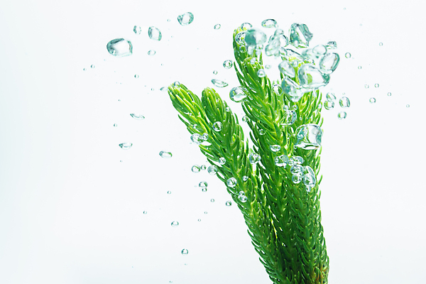 포토 JPG 해외이미지 식물 백그라운드 이동 잎 모션 자연 추상 건강 사람없음 초록색 물 파란색 환경 거품 흐름 에너지 신선 액체 개울 떨어짐 시원함 질감 분무기 생태학 스플래쉬 해외포토 자연요소 교육 컬러 컨셉 무늬 강 생태계 파일형식 이미지허브