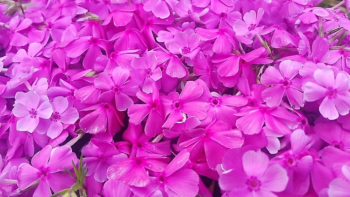 포토 JPG 해외이미지 식물 꽃잎 꽃 분홍색 백그라운드 잎 꽃무늬 자연 아침 사람없음 초록색 컬러풀 정원 봄 벚꽃 신선 포도나무 내추럴 해외포토 주간 계절 컬러 무늬 과일나무 생태계 파일형식 이미지허브