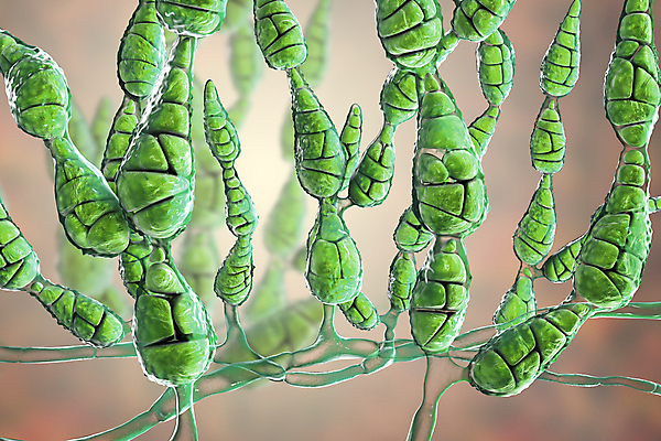 포토 JPG 해외이미지 식물 잎 일러스트 사람 사람없음 3D 흙 열 호흡기관 볏짚 질병 피부 감염 덮기 알레르기 곰팡이 천식 해외일러스트 의학 모션 신체부위 장기_의학 짚 디지털합성 파일형식 이미지허브