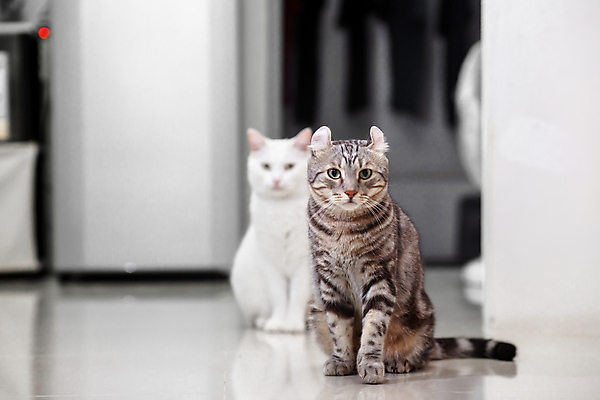 포토 JPG 해외이미지 동물 행복 얼굴 백그라운드 겨울 놀이 휴식 영국 바닥 주택 따뜻함 미소 사람 사람없음 반려동물 상자 귀여움 고양이 흰색 침대 잠 담요 부드러움 솜털 생강 숨김 판지 안락 해외포토 계절 감정 유럽 컬러 가구 컨셉 채소 포유류 표정 건물 신체부위 감각 파일형식 이미지허브