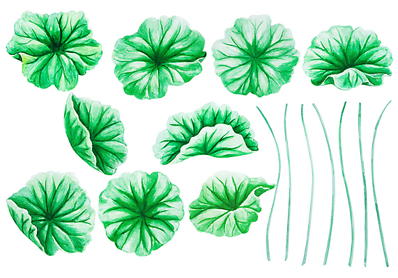 포토 JPG 해외이미지 식물 전통 손 음식 백그라운드 잎 채소 태국 자연 수채화 건강 동양인 사람없음 초록색 약 중국 흰색 신선 인도인 먹기 허브 유기농 반대 내추럴 식용 노화 해외포토 외국인 웰빙 아시아 컬러 컨셉 의학 모션 인종 신체부위 생태계 파일형식 이미지허브