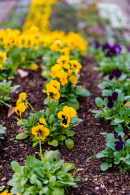 포토 JPG 해외이미지 식물 공원 꽃잎 꽃 사람없음 노란색 정원 흙 봄 벚꽃 땅바닥 해외포토 계절 공공시설 컬러 바닥 파일형식 이미지허브