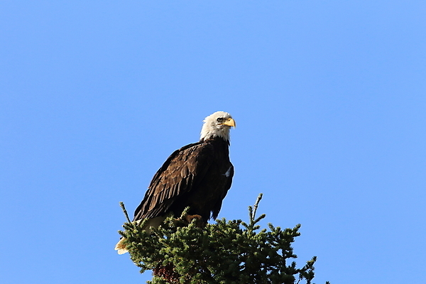 포토 JPG 해외이미지 주간 나무 야생동물 사람없음 야외 독수리 흰머리독수리 해외포토 자연요소 식물 동물 조류 파일형식 이미지허브