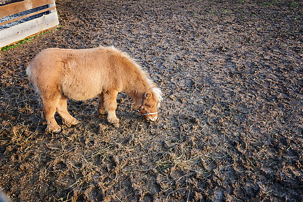 포토 JPG 해외이미지 동물 1 백그라운드 포유류 서기 사람없음 농장 갈색 레이싱 승차 조랑말 고립 기르기 방목장 해외포토 컬러 농업 모션 시합 말_동물 돌봄 파일형식 이미지허브