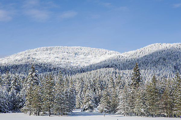 포토 JPG 해외이미지 나무 식물 구름 계절 백그라운드 겨울 자연 하늘 날씨 산 풍경 사람없음 야외 목재 초록색 파란색 환경 냉동 얼음 추위 덮개 흰색 나뭇가지 시골 신선 소나무 숲 서리 장면 상록수 침엽수 내추럴 삼림지대 폭설 눈내림 가문비나무 겨울풍경 해외포토 자연요소 컬러 재료 눈_날씨 뚜껑 자연재해 생태계 파일형식 이미지허브