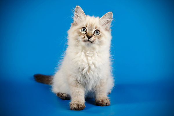 포토 JPG 해외이미지 한마리 사람없음 파란색 반려동물 고양이 네바마스커레이드 해외포토 동물 1 컬러 포유류 파일형식 이미지허브