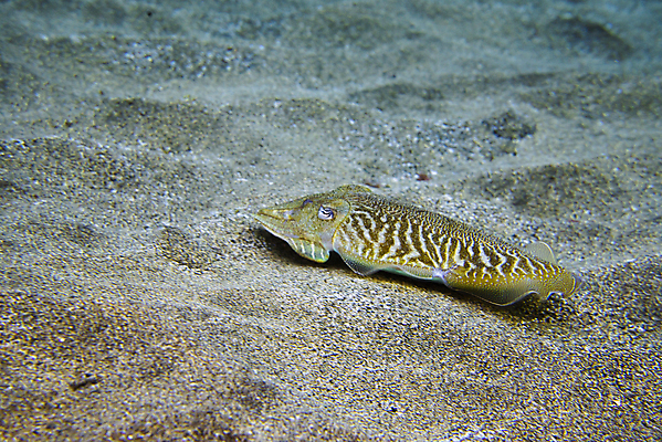 포토 JPG 해외이미지 동물 야생동물 바다 섬 여행 학교 자연 낚시 어류 풍경 사람없음 빨간색 물 파란색 바닷속 수중 수영 그룹 산호 잠수부 땅 생태계 다이빙 암초 내추럴 깊이 파라다이스 해외포토 자연요소 교육 컬러 레저 수중동물 수상스포츠 자포동물 전문직 수중스포츠 파일형식 이미지허브