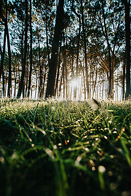 포토 JPG 해외이미지 주간 자연 휴식 풍경 사람없음 야외 햇빛 태양 평화 숲속 울창 경관 해외포토 자연요소 컨셉 숲 생태계 파일형식 이미지허브