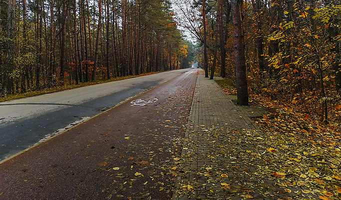 포토 JPG 해외이미지 나무 공원 유럽 도로 길 스포츠 여행 잎 자연 거리 풍경 사람없음 야외 컬러풀 노란색 환경 자전거 젖음 가을 숲 아스팔트 사인 사이클링 폴란드 내추럴 해외포토 식물 계절 공공시설 나라 컬러 교통시설 바이크 육상스포츠 생태계 파일형식 이미지허브