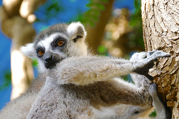 포토 JPG 해외이미지 나무 동물 1 응시 공원 얼굴 야생동물 포즈 백그라운드 포유류 아프리카 자연 동물원 앉기 사람없음 야외 여름 노란색 머리 고양이 회색 원숭이 관찰 닫기 소프트포커스 열대우림 모피 호기심 멸종 서식지 리빙 마다가스카르 여우원숭이 전경 해외포토 식물 시선 계절 공공시설 감정 나라 컬러 컨셉 모션 촬영기법 풍경 신체부위 반려동물 숲 생태계 파일형식 탑뷰 이미지허브