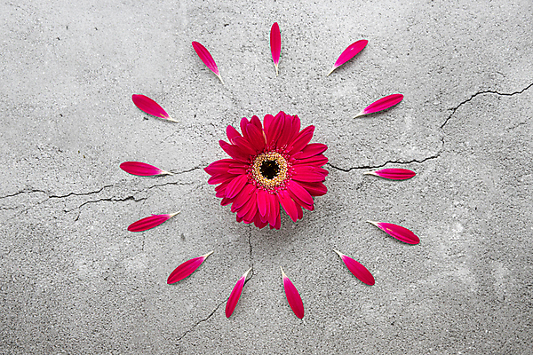 포토 JPG 해외이미지 식물 꽃잎 꽃 벽 줄기 백그라운드 꽃무늬 패턴 자연 선물 사람없음 빨간색 파란색 컬러풀 노란색 봄 벚꽃 흰색 신선 원형 센터 플랫 정상 질감 데이지 위치 거베라 내추럴 고립 콘크리트 파스텔톤 카피스페이스 해외포토 도형 계절 컬러 무늬 공백 생태계 파일형식 이미지허브