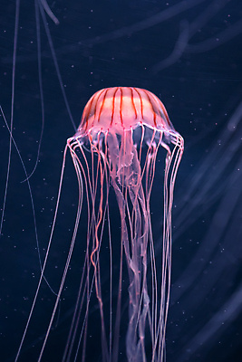 포토 JPG 해외이미지 한마리 분홍색 사람없음 바닷속 수중동물 자포동물 해파리 해외포토 동물 1 컬러 수중 파일형식 이미지허브