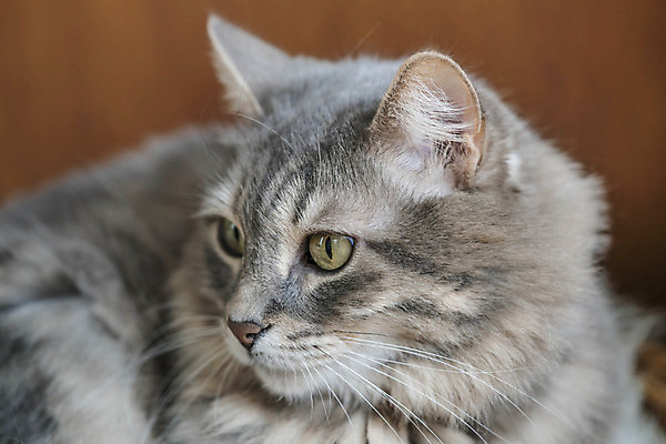 포토 JPG 해외이미지 동물 1 응시 얼굴 포유류 수염 털 사람없음 반려동물 머리 귀여움 고양이 줄무늬 회색 표현 모피 묘사 호기심 코 귀 얼룩무늬 솜털 유래 주목 카피스페이스 해외포토 시선 감정 컬러 컨셉 무늬 신체부위 공백 파일형식 이미지허브