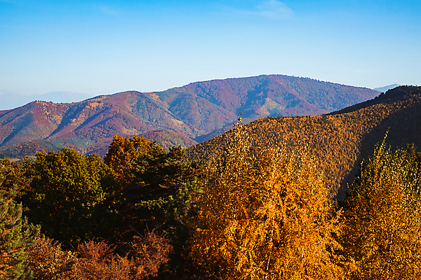 포토 JPG 해외이미지 나무 식물 계절 공원 백그라운드 잎 밭 오렌지 자연 하늘 날씨 풍경 사람없음 야외 목재 빨간색 초록색 물 여름 파란색 빛 컬러풀 햇빛 태양 노란색 환경 맑음 가을 시골 숲 장면 루마니아 내추럴 해외포토 자연요소 공공시설 유럽 컬러 농업 과일 재료 생태계 파일형식 이미지허브