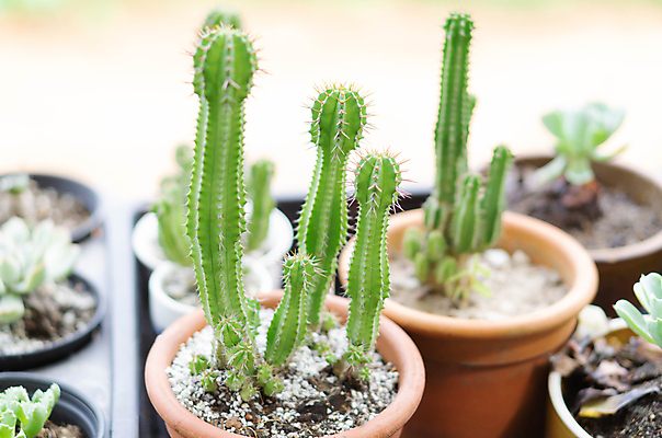 포토 JPG 해외이미지 나무 식물 계절 꽃 백그라운드 잎 오렌지 자연 하늘 사람없음 야외 빨간색 초록색 여름 파란색 컬러풀 새싹 정원 봄 벚꽃 신선 개화 목련 내추럴 해외포토 컬러 과일 생태계 파일형식 이미지허브